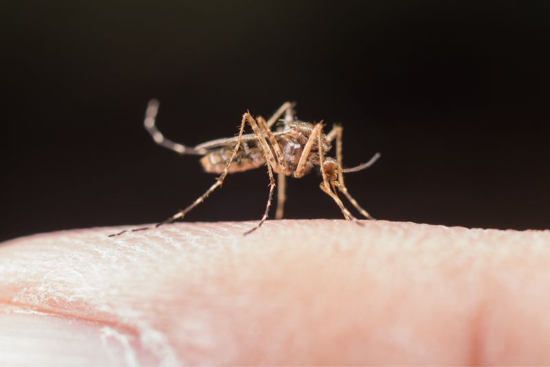 Plano de saúde é obrigado a cobrir teste de dengue? Entenda